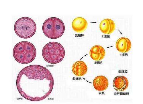 上海借卵生子血型是谁的_试管移植胚胎着床过程图